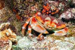 Crab by John Harrison 